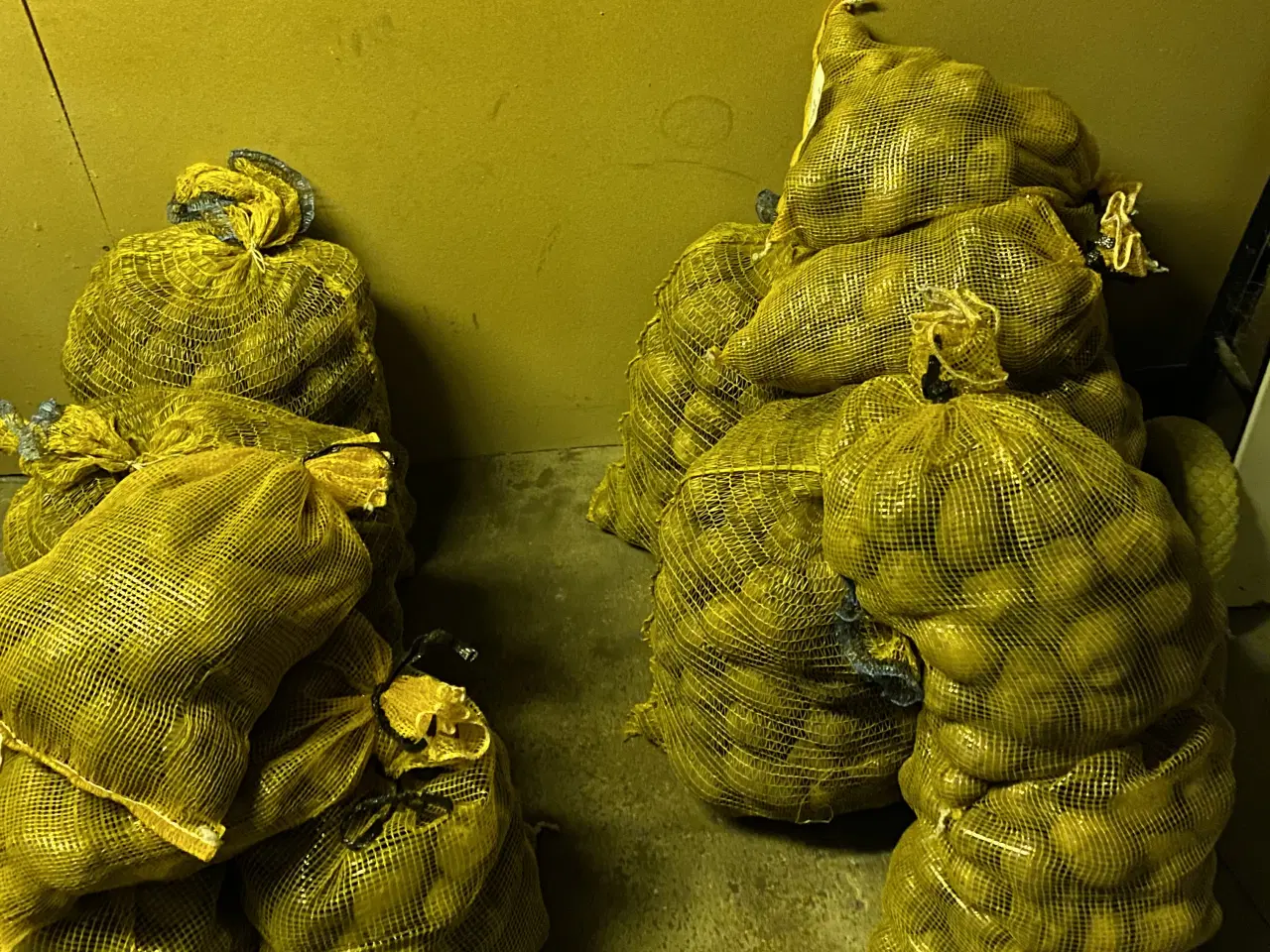 Billede 2 - Sava og Solist kartofler