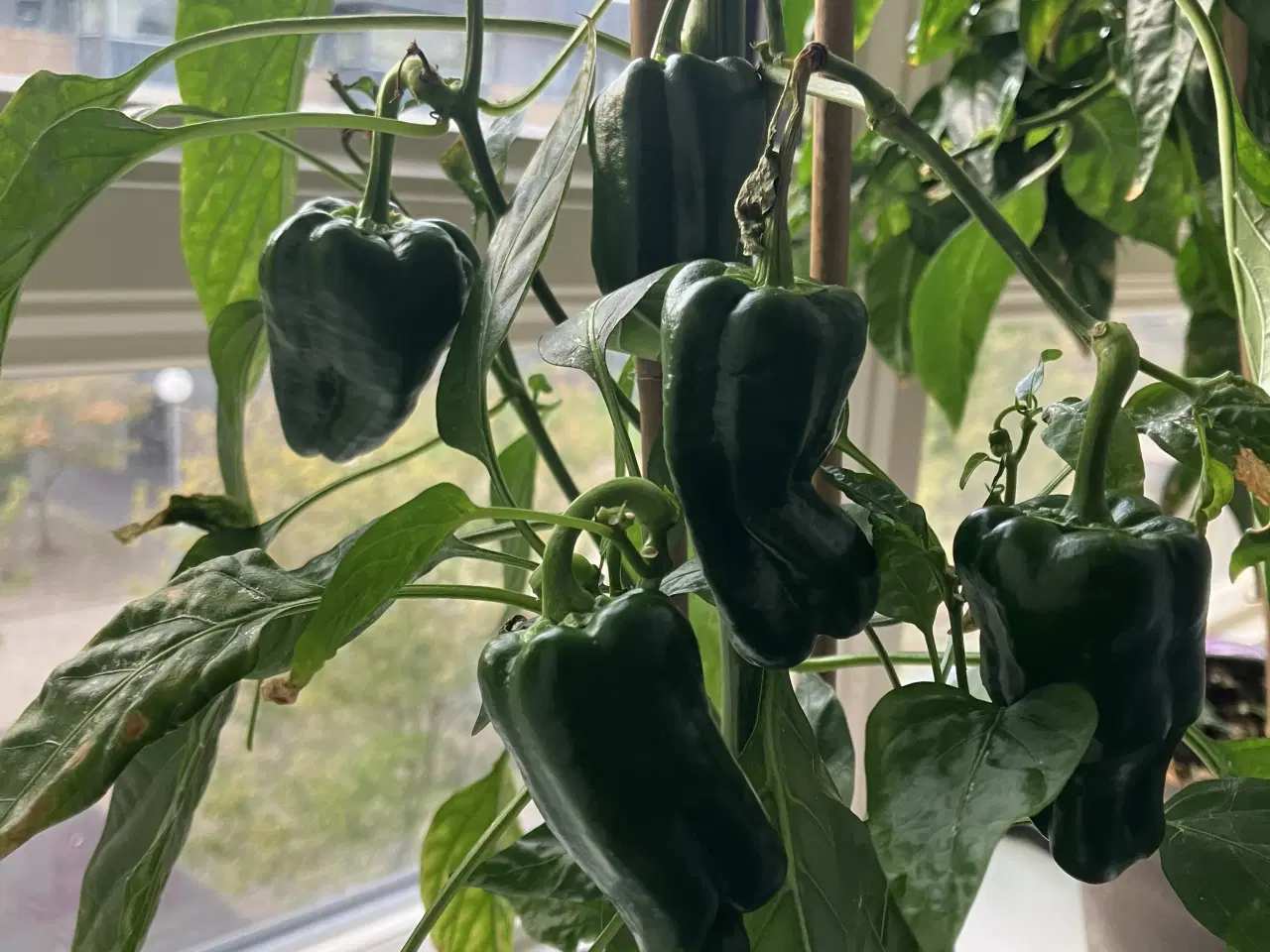 Billede 2 - tapas chili frø