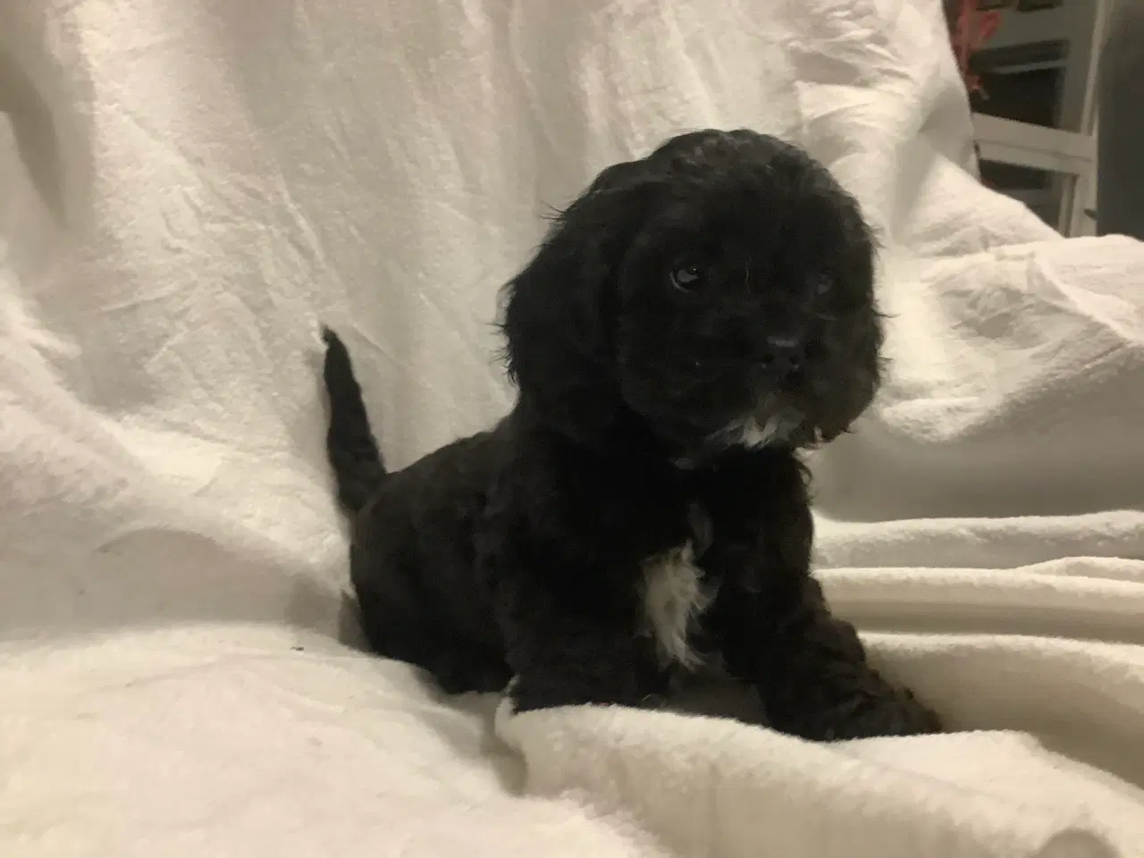 Billede 6 - Cockapoo.