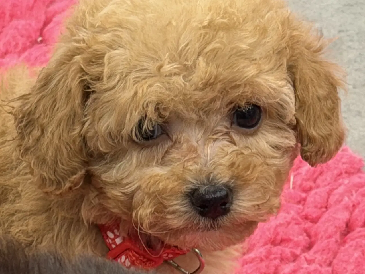 Billede 11 - 🐾✨ Skønne Maltipoo hvalpe klar mellem jul & Nytår