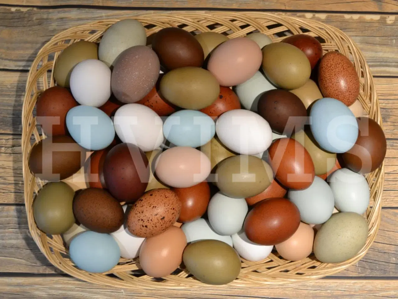 Billede 1 - Bestil DAGGAMLE kyllinger, rene racer & blandinger