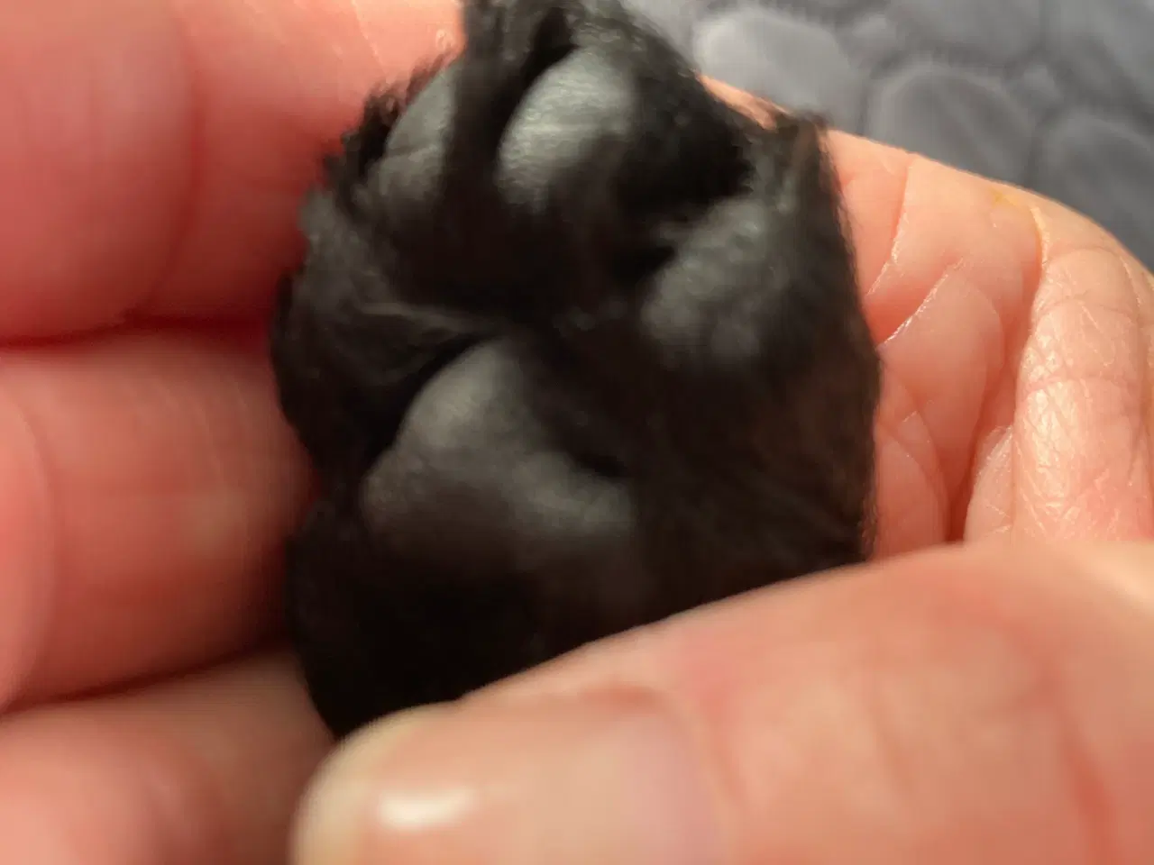 Billede 2 - 5 ugers Dværgpudel drenge