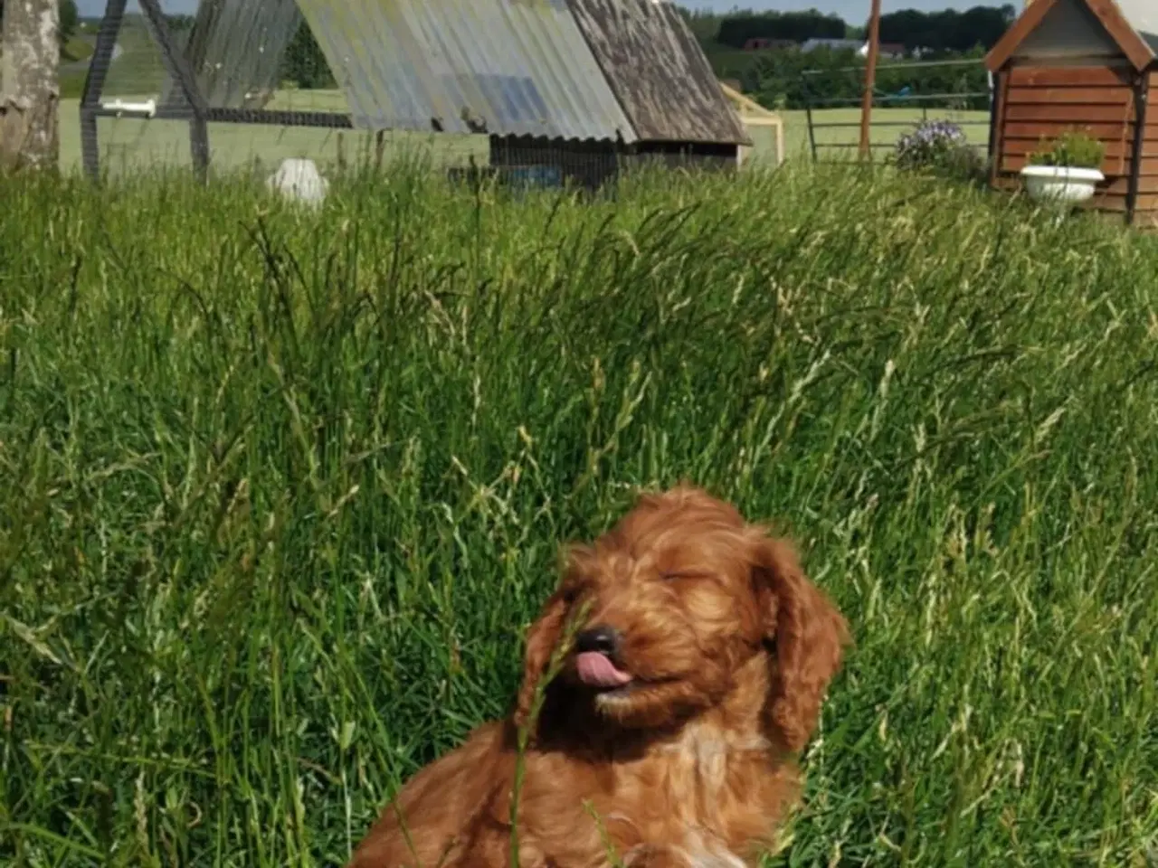 Billede 7 - Cockapoo hvalpe 