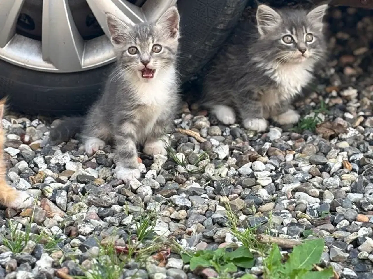 Billede 7 - 1/2 Maine coon