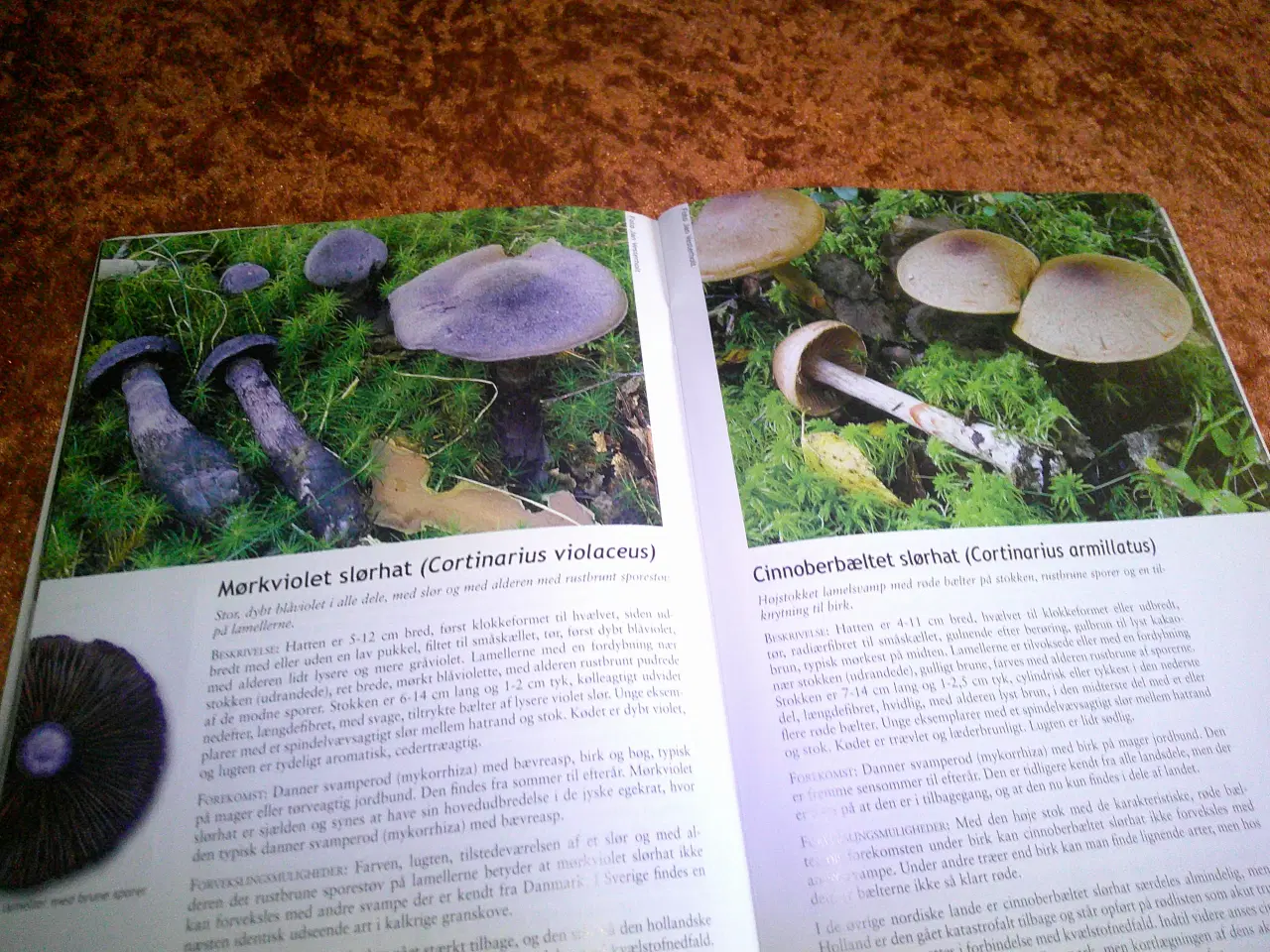 Billede 2 - Svampejagten, Jacob Heilmann-Clausen