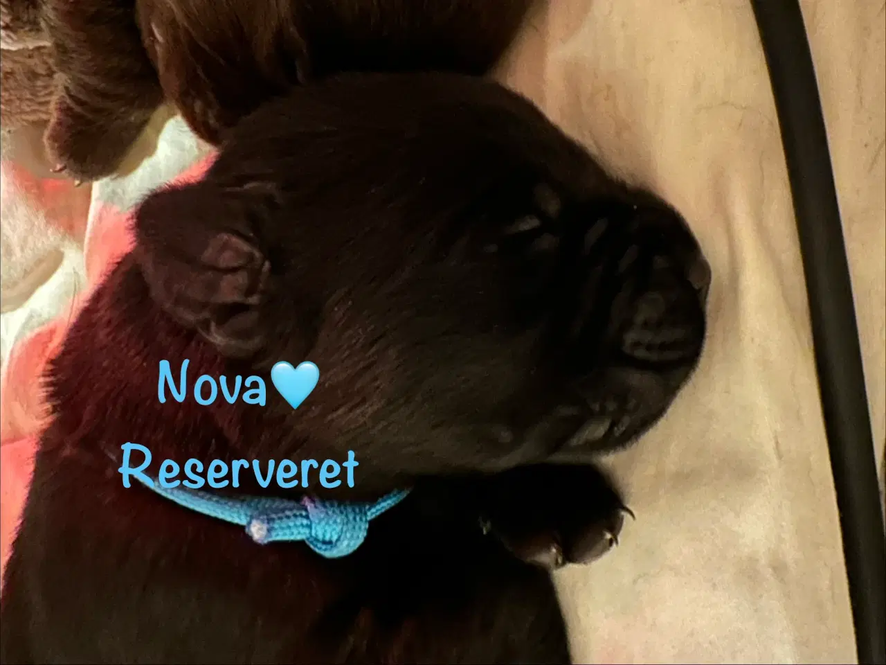 Billede 11 - Lækre Labrador Hvalpe Basser reserveret 😍