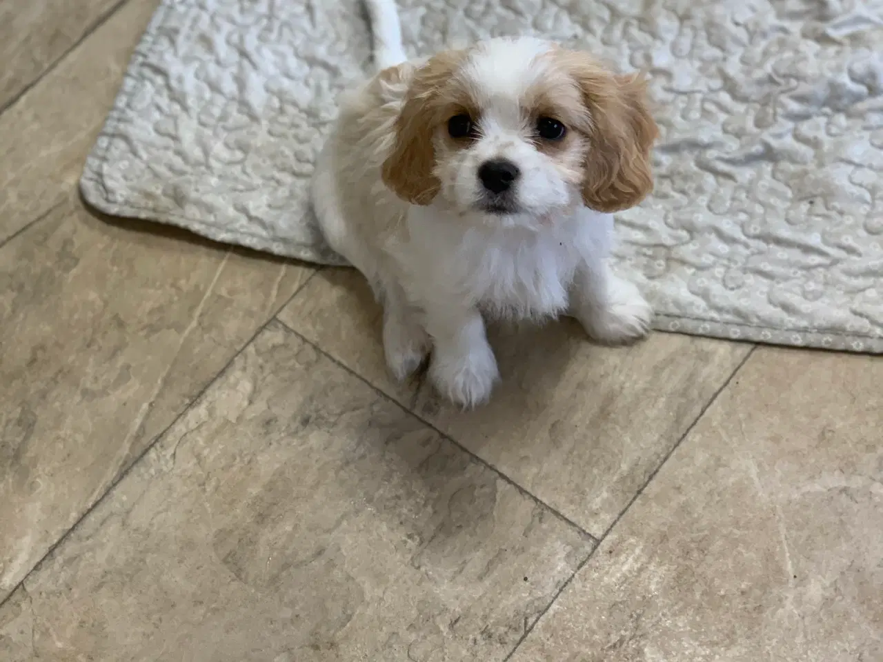 Billede 10 - Bichon / cavalier babyer 