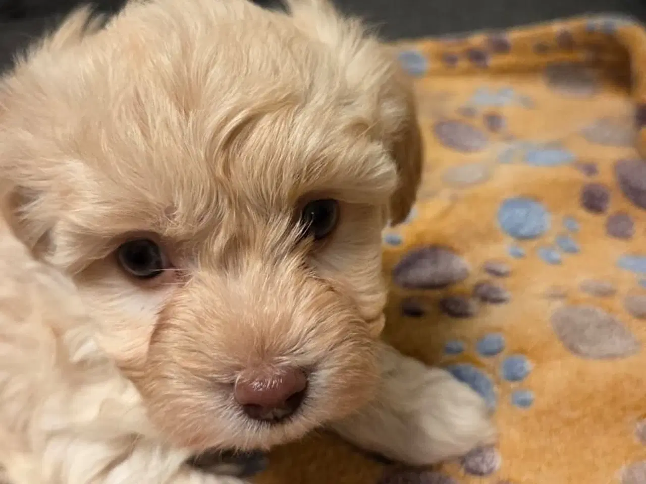 Billede 8 - Søde Maltipoo hvalpe søger nye hjem