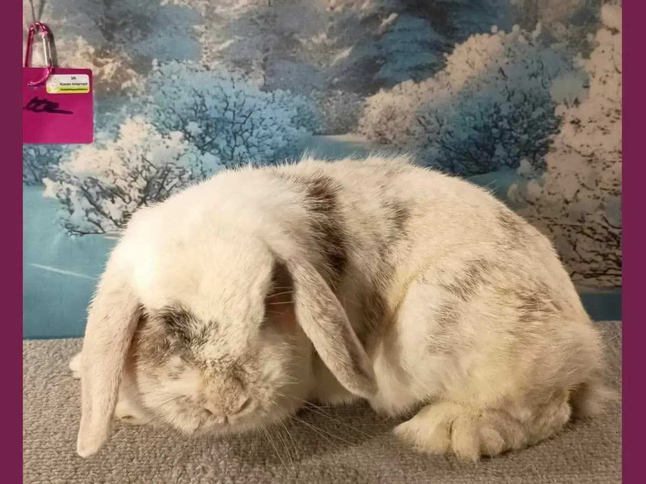 Billede 1 - Ældre vaccineret hun minilop kanin pige / dame