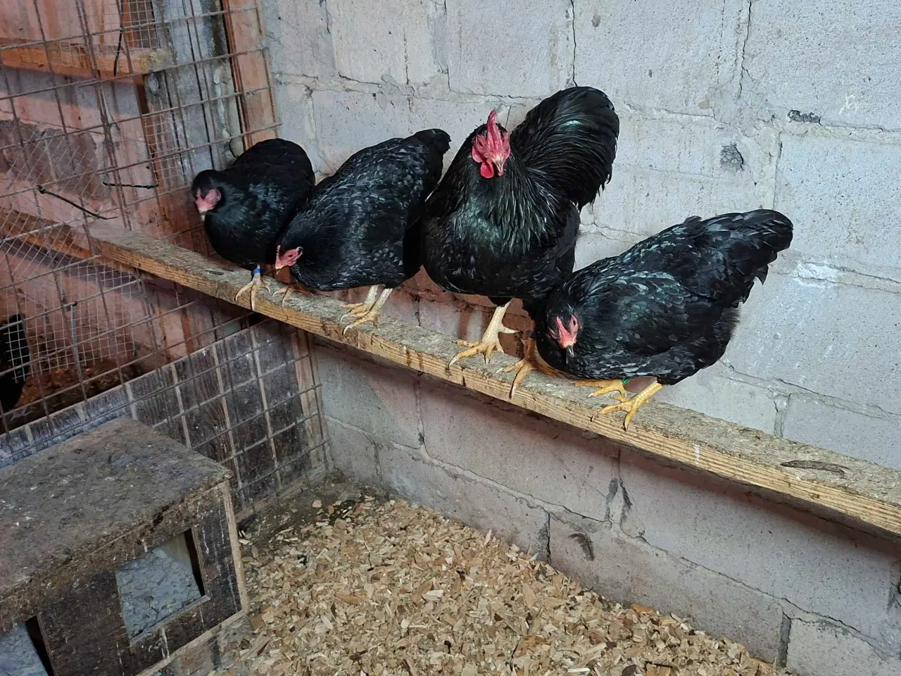 Billede 6 - Dværghøns