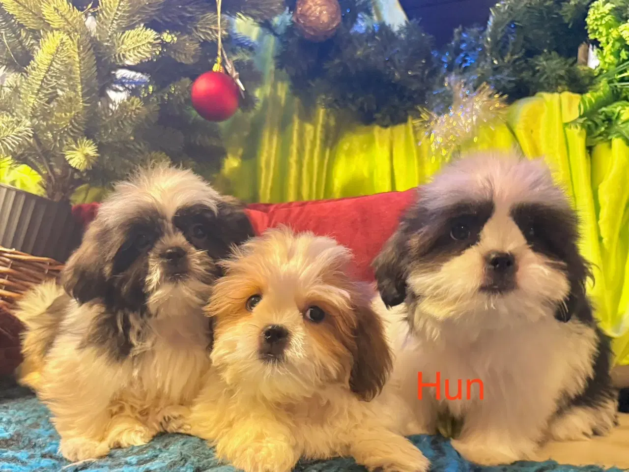 Billede 1 - Shih tzu-mor/ Coton de Tulear-far