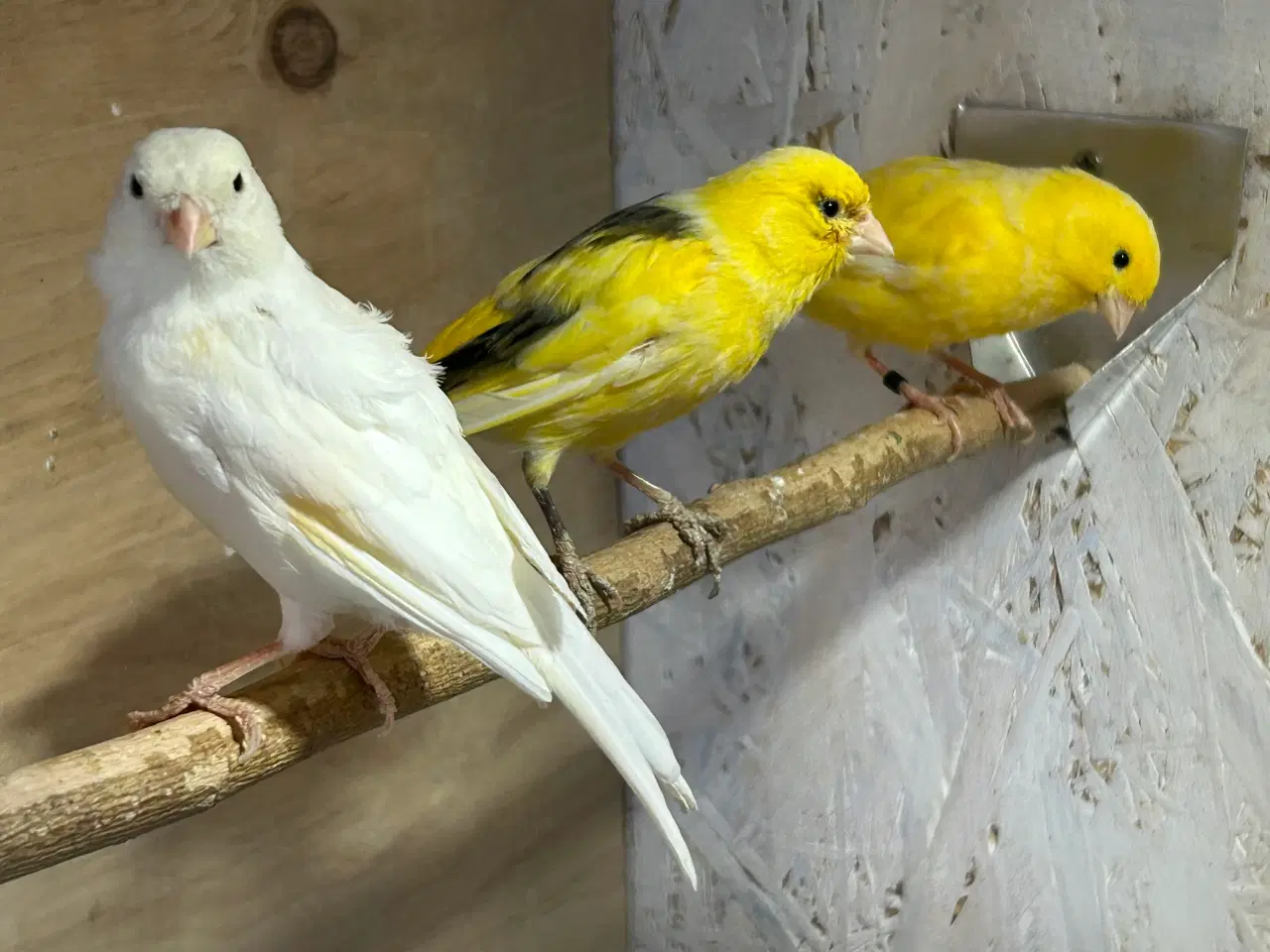 Billede 4 - Kanariefugle 