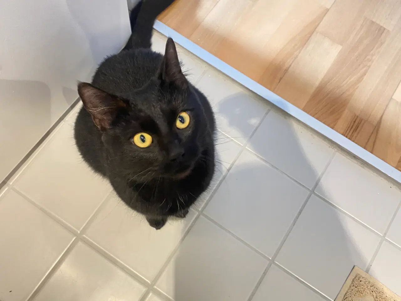 Billede 1 - Steriliseret hunkat søger nyt hjem