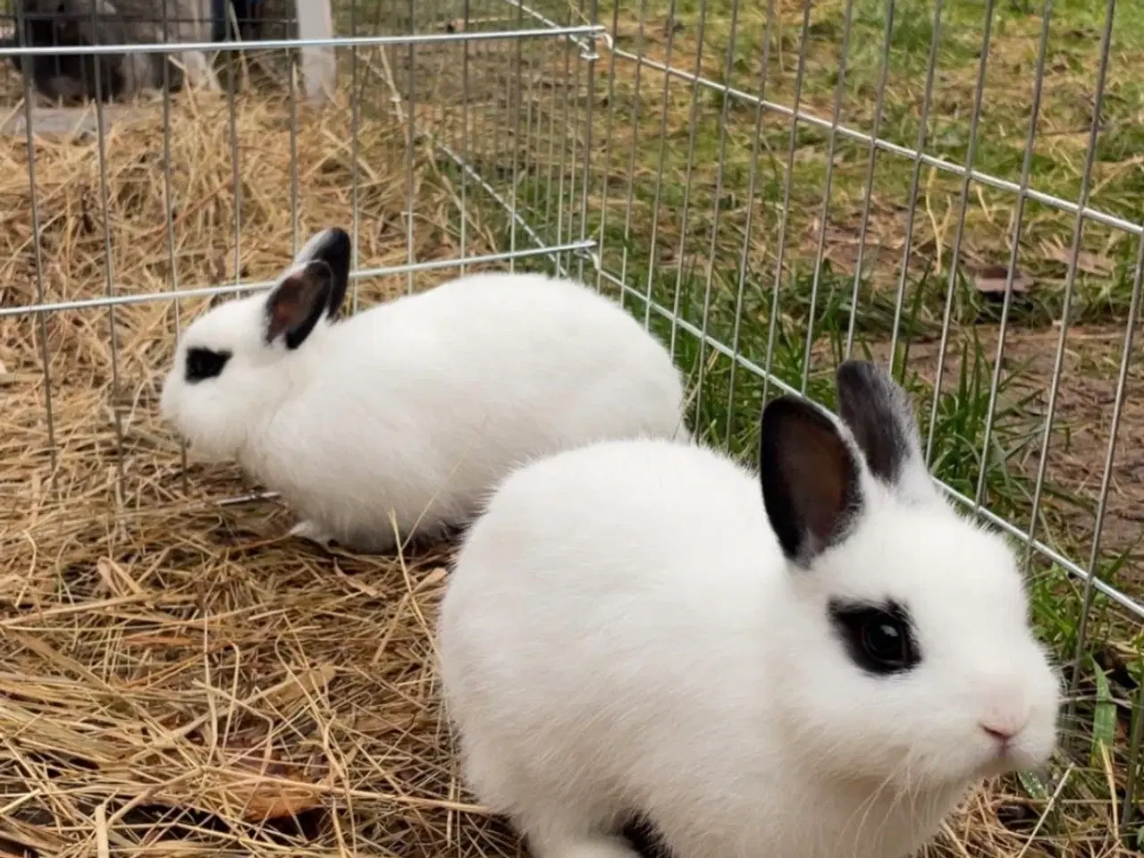 Billede 9 - Stor kanin pakke