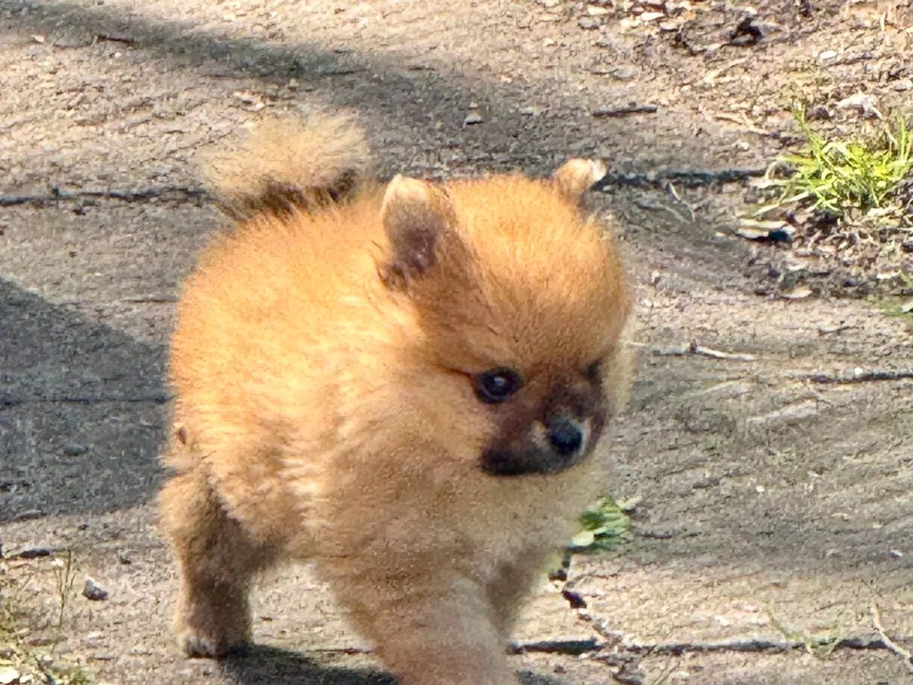 Billede 6 - Pomeranian hvalp