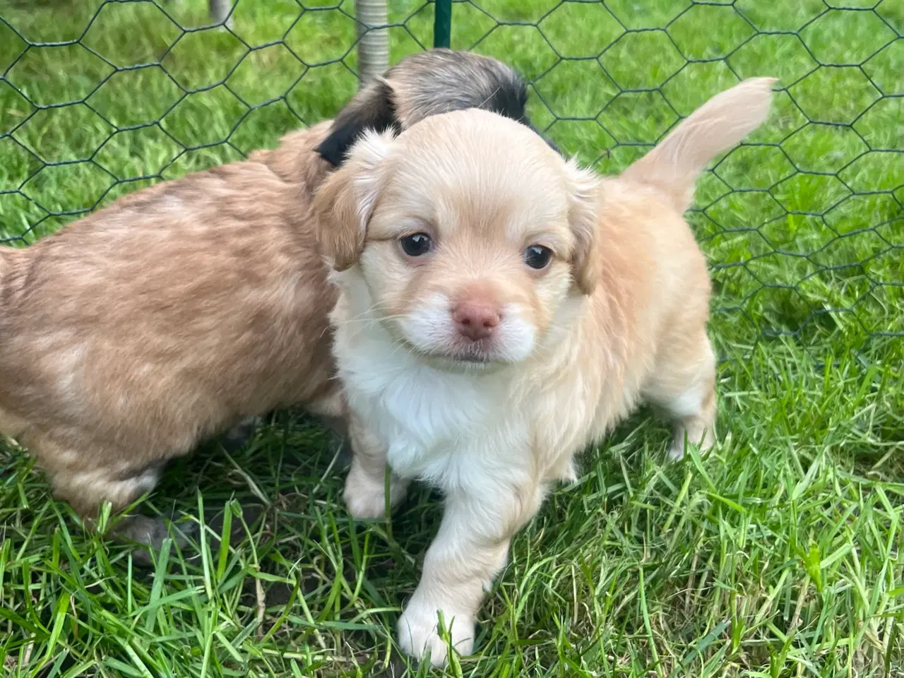 Billede 2 - Papillon/Chihuahua hvalpe søger familie