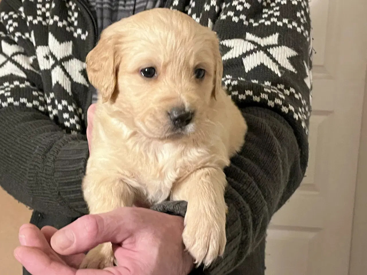 Billede 3 - Golden Retriever hvalpe