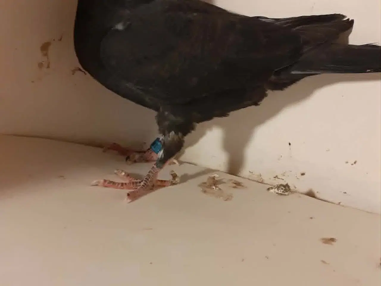 Billede 1 - brevduer unger med stamtavle og dfk ringe