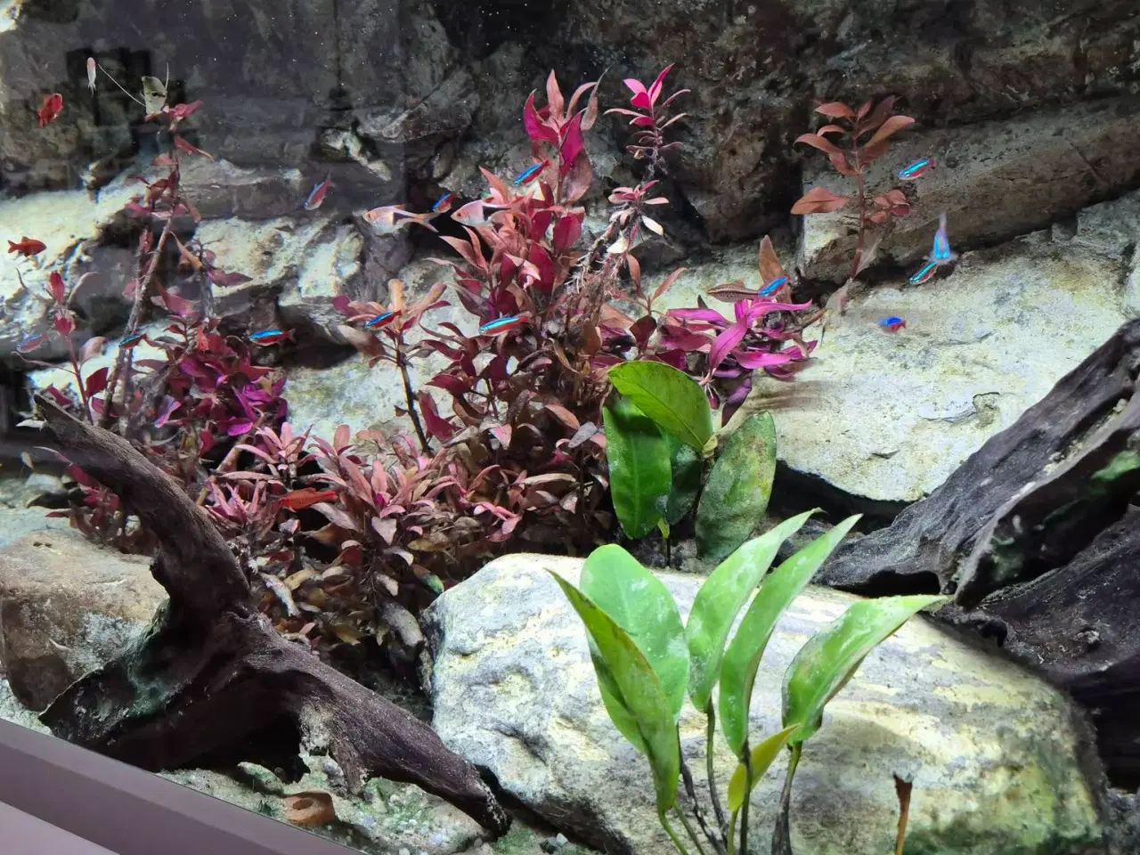 Billede 2 - 720 L akvarium m. beboere