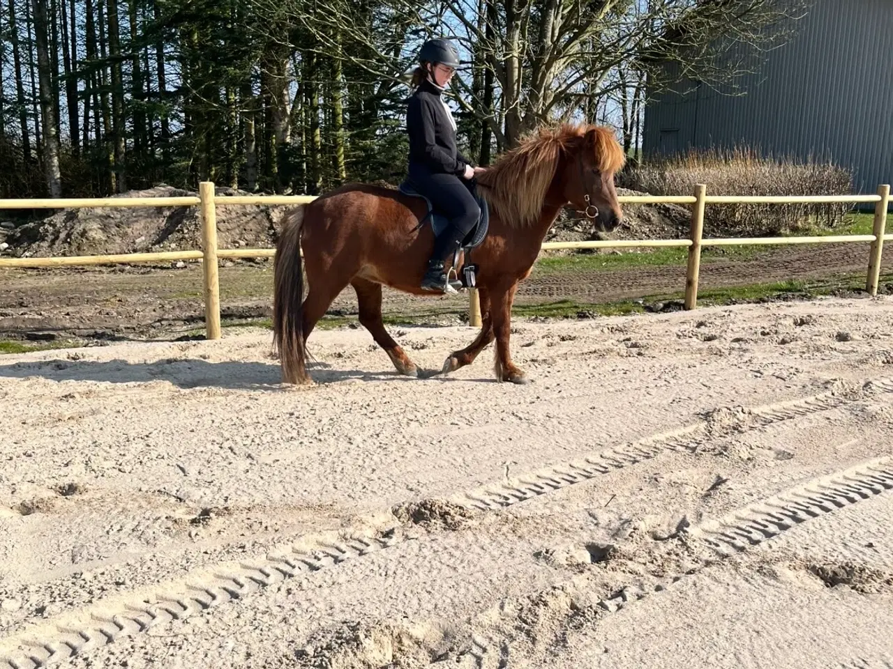 Billede 6 - Smuk og alsidig islænderhoppe