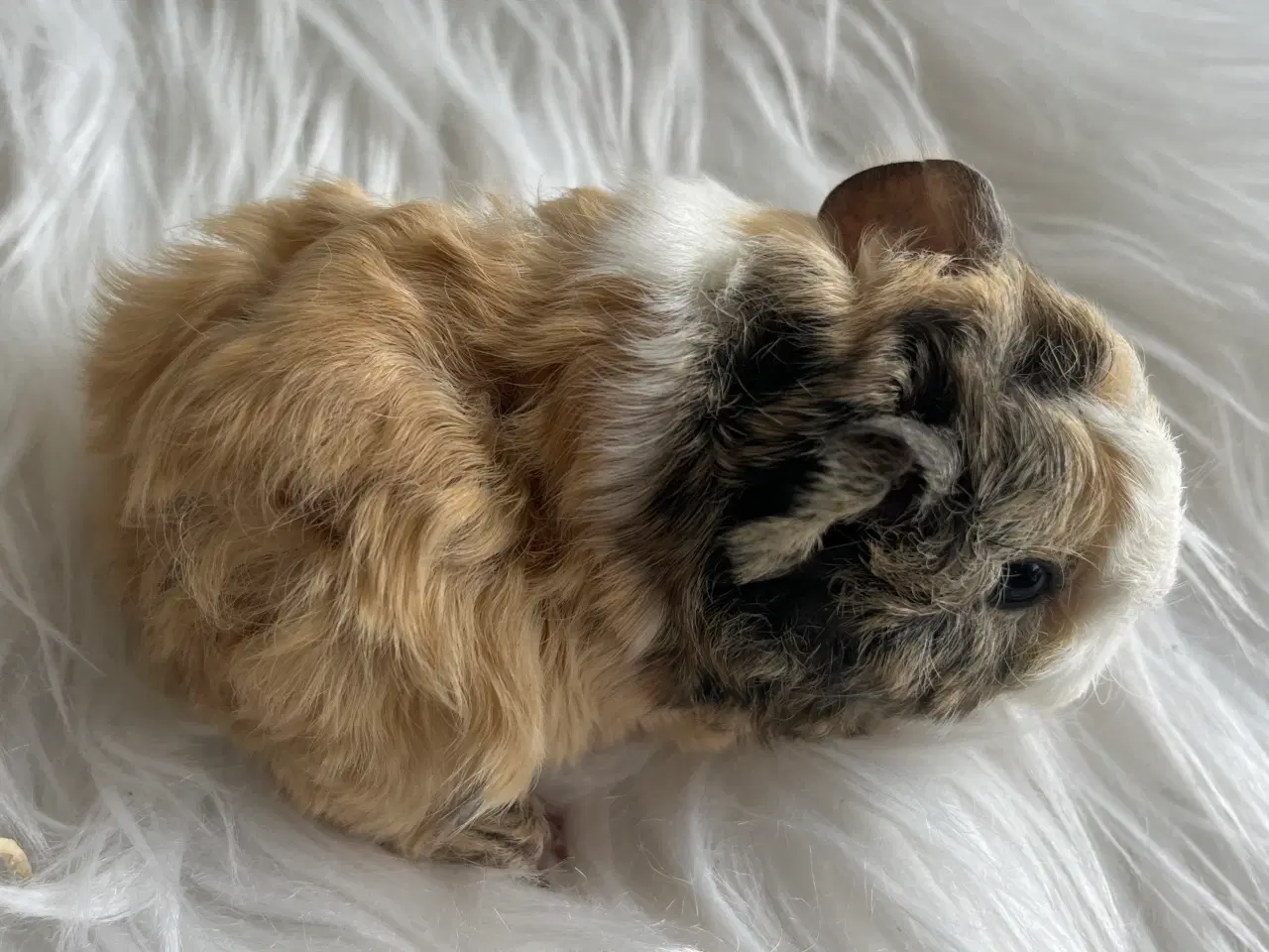 Billede 7 - Han unger