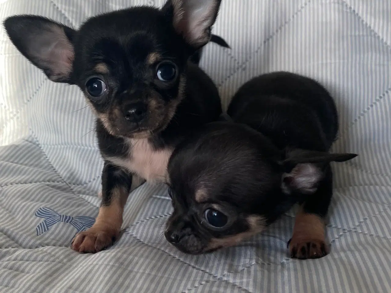 Billede 6 - 3 søde, små hvalpe efter pomeranian og chihuahua