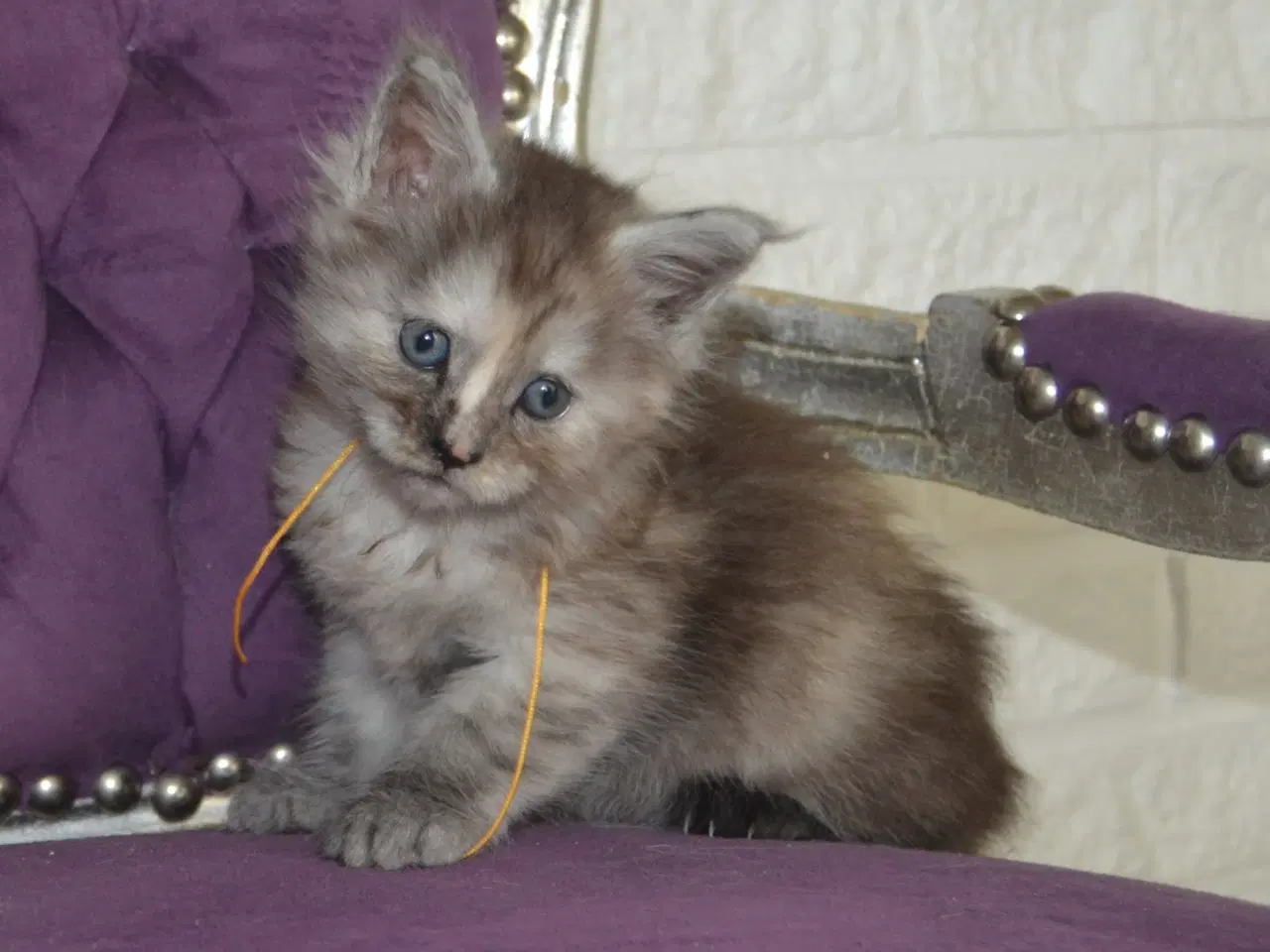 Billede 5 - Maine coon killinger m Stamtavle