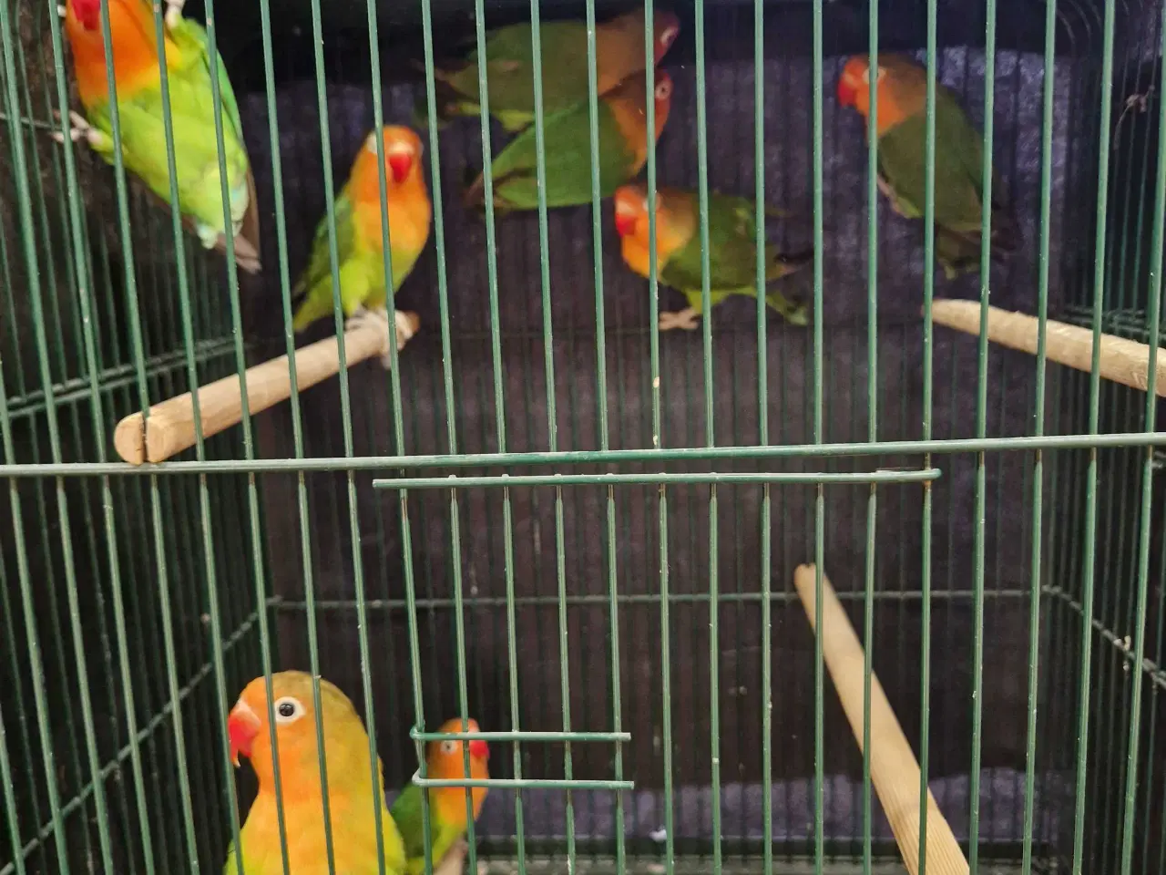 Billede 1 - Dværgpapegøjer 