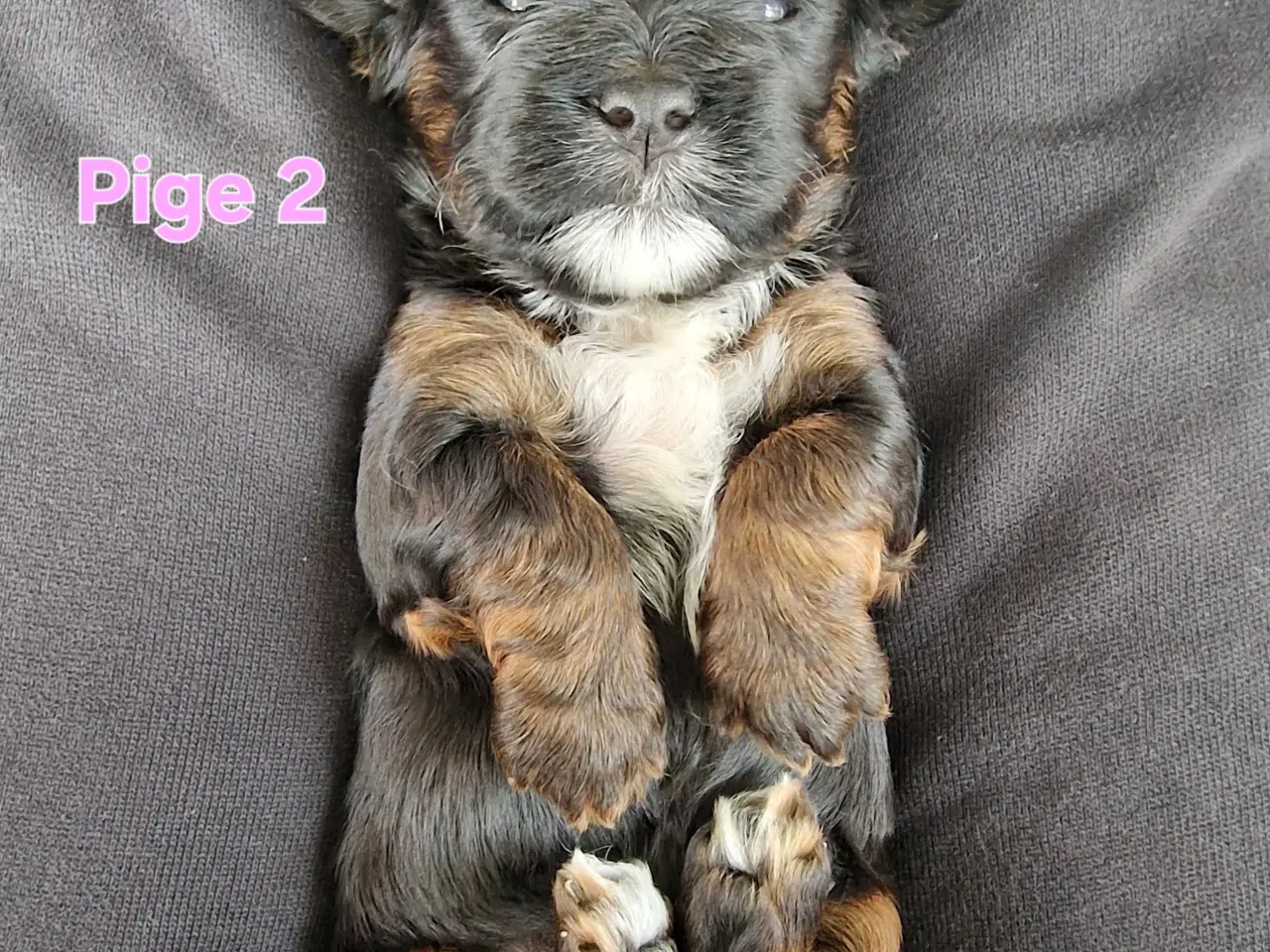 Billede 3 - Smukke Bichon Havanais hvalpe