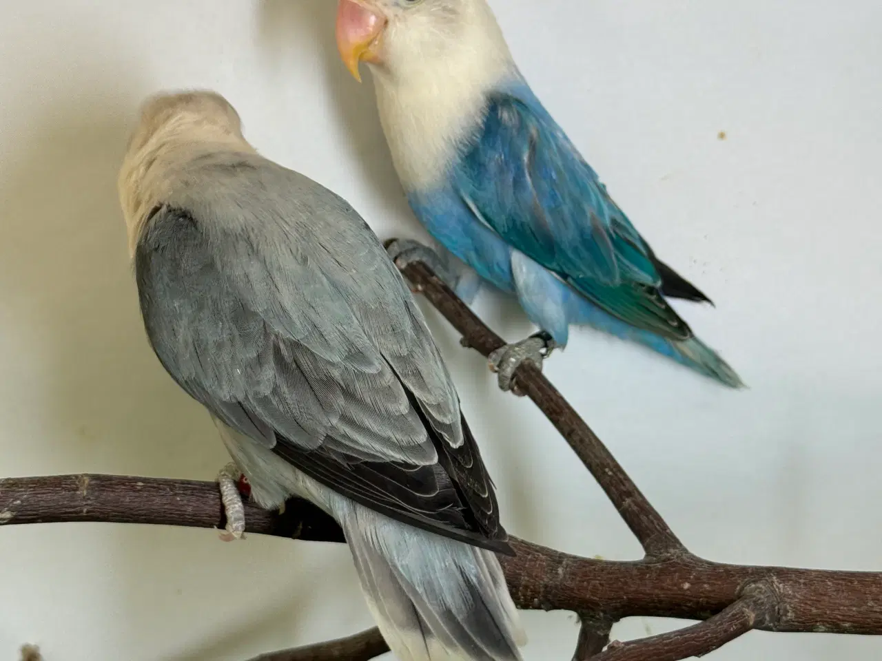 Billede 1 - Rødhovedet dværgpapegøje