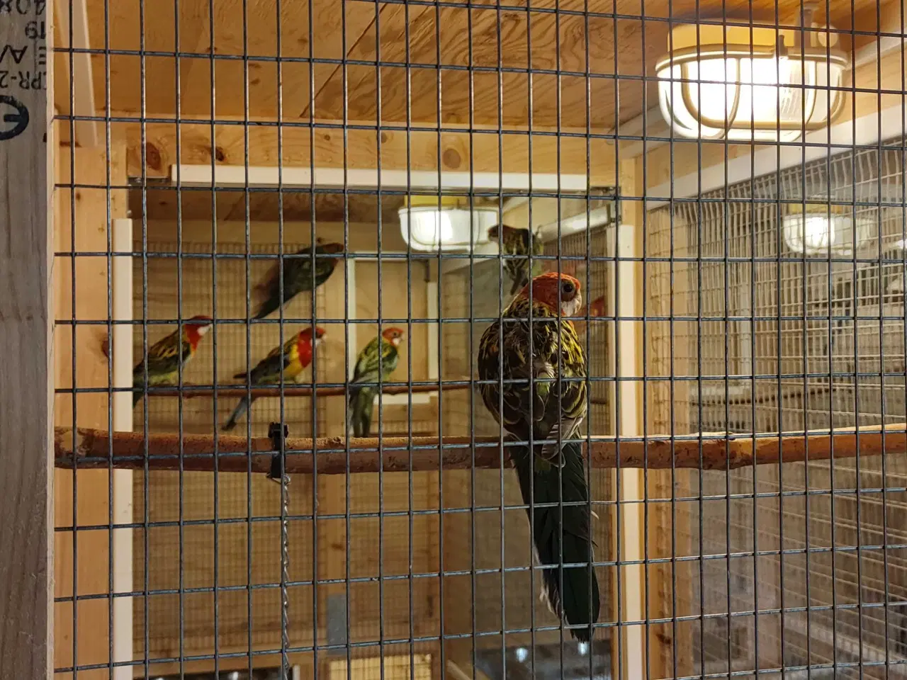 Billede 2 - Rosella parakitter 