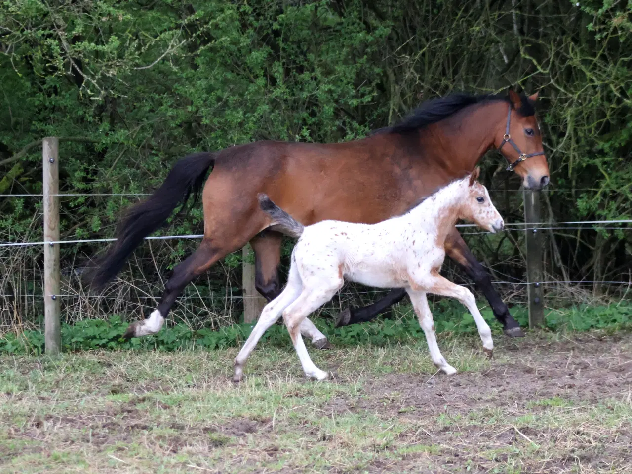 Billede 4 - Smukt hoppeføl med Stambog i både KNN og Welsh