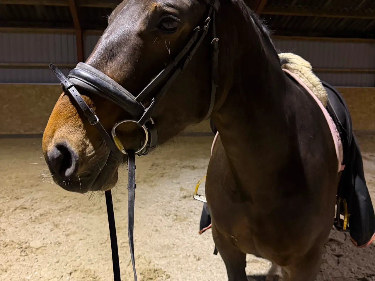 Billede 1 - 6 års oldenborger hoppe 