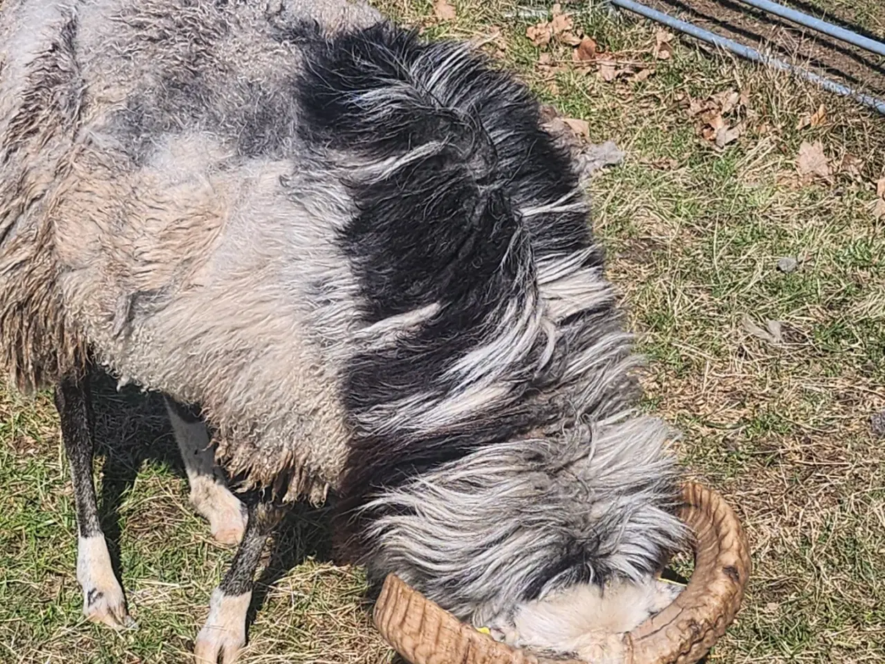 Billede 5 - Gute  Ung Vædder