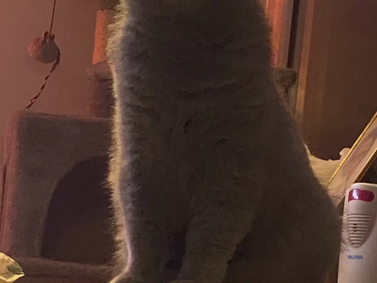 Billede 13 - Den sødeste Misse 🐱 
