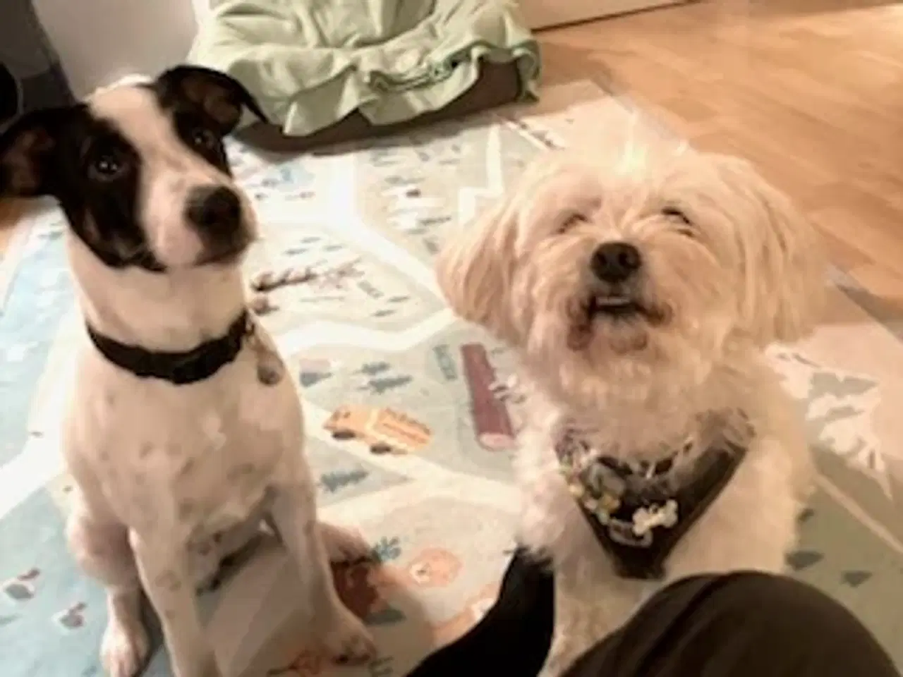 Billede 5 - Dansk/svensk gårdhund på 5 mdr 