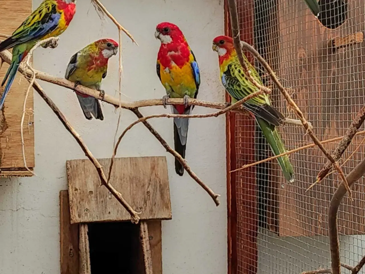 Billede 1 - Gulrygget rosella  RESEVERET 