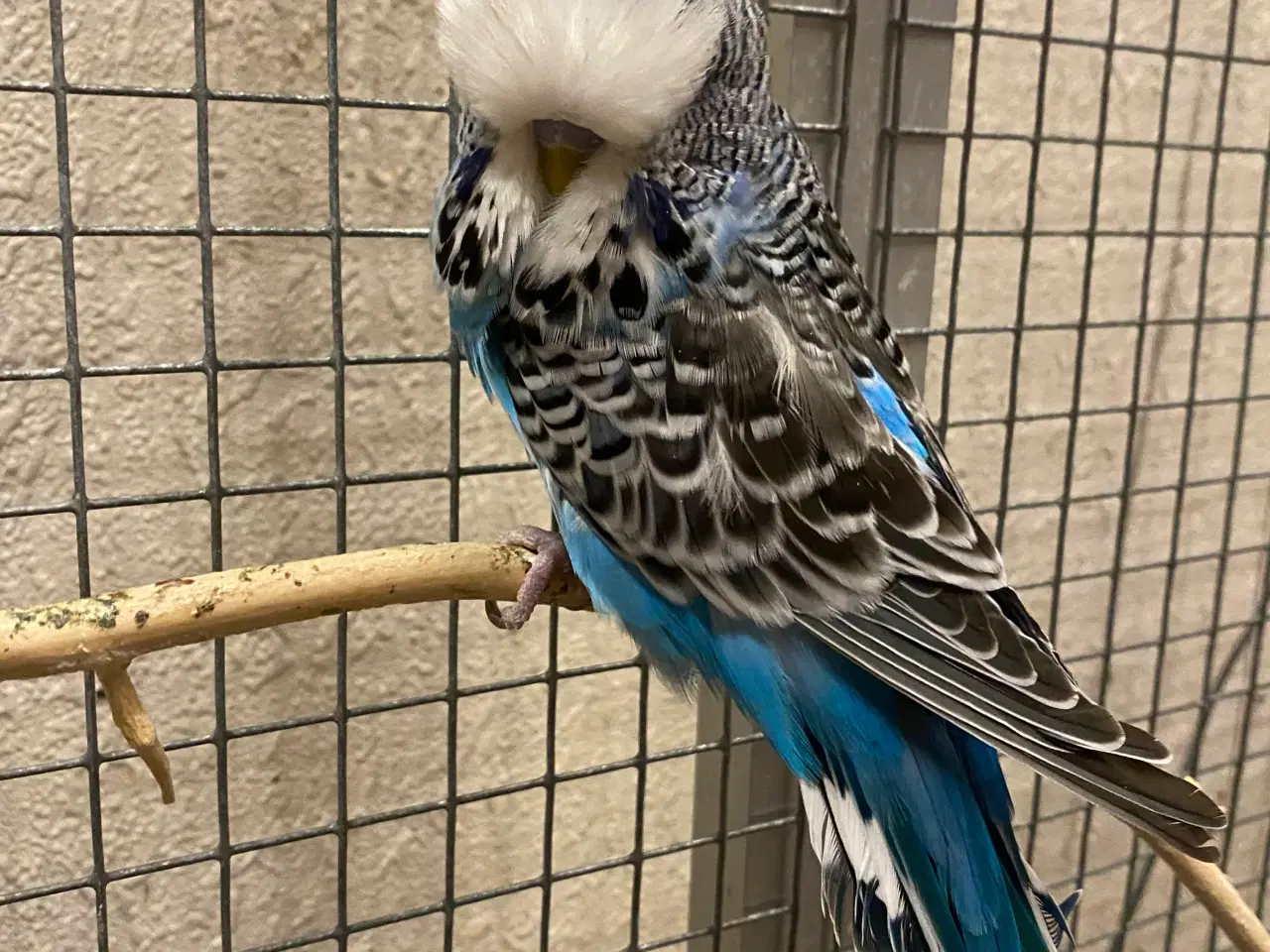 Billede 1 - Elegant engelsk undulat 