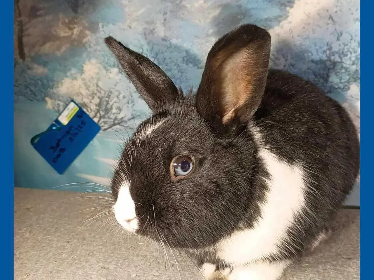 Billede 16 - Kanin, kanin unge