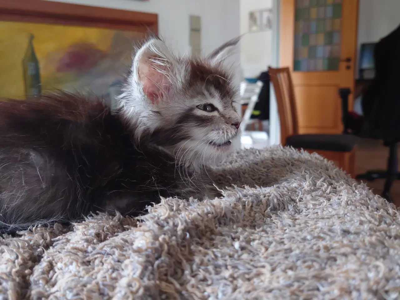 Billede 9 - Maine coon killinger, far ægte med tavle