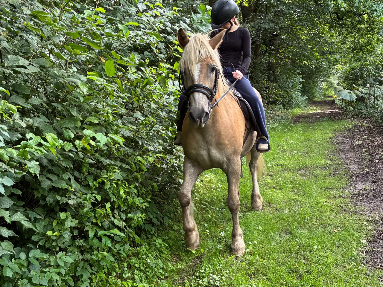 Billede 6 - Super sød haflinger