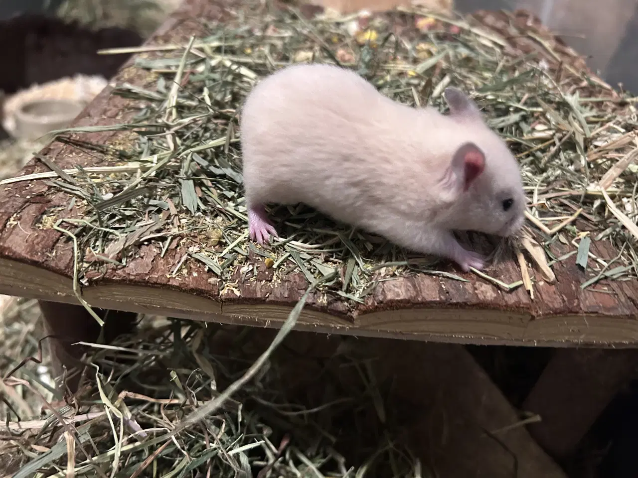 Billede 8 - Sibiriske guldhamster unger