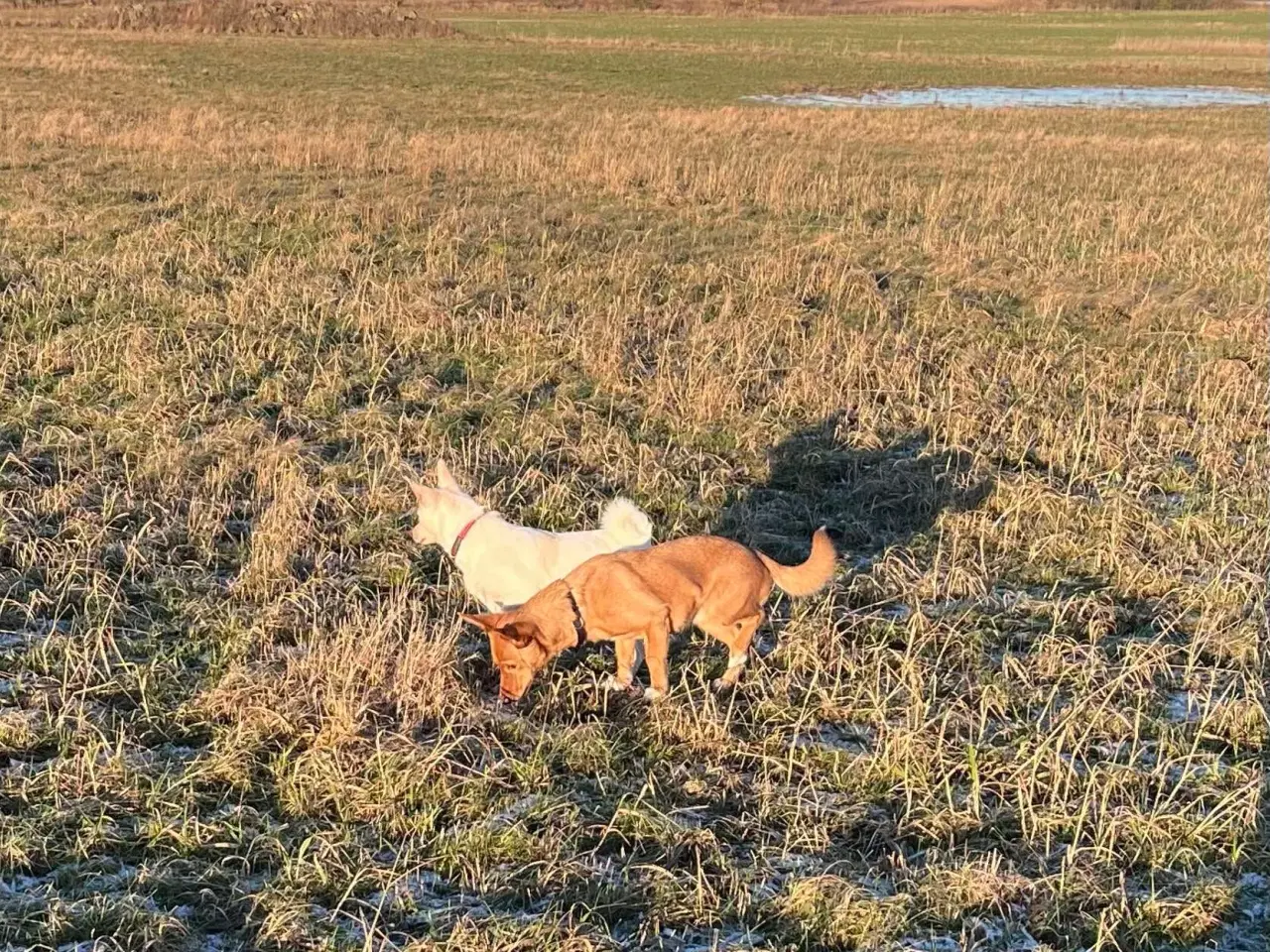 Billede 7 - Sødeste Nino leder efter ny familie 🩵
