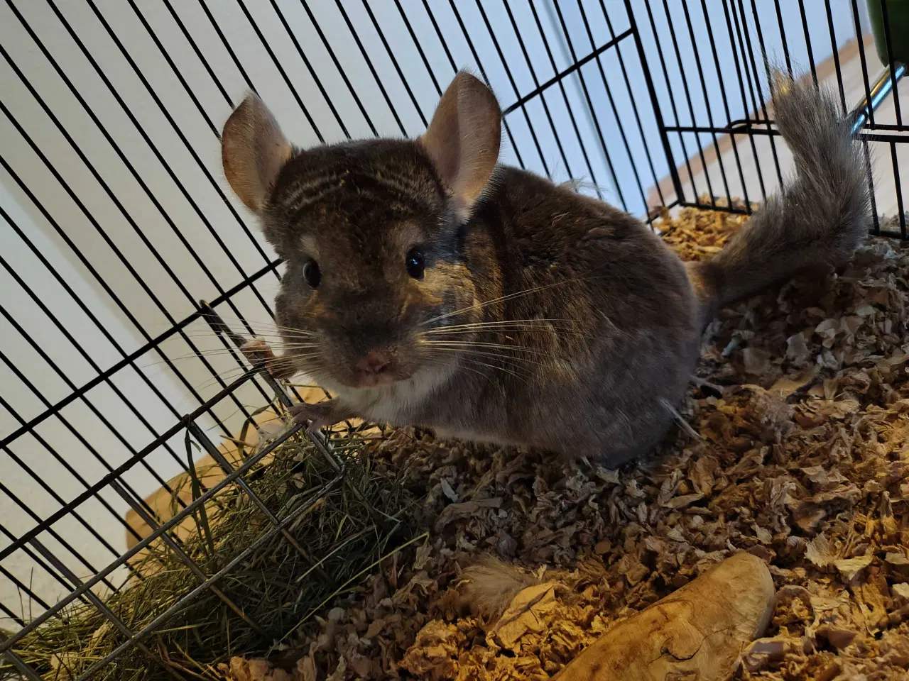 Billede 3 - Chinchilla Hun God Mor (Brown Velvet ) 