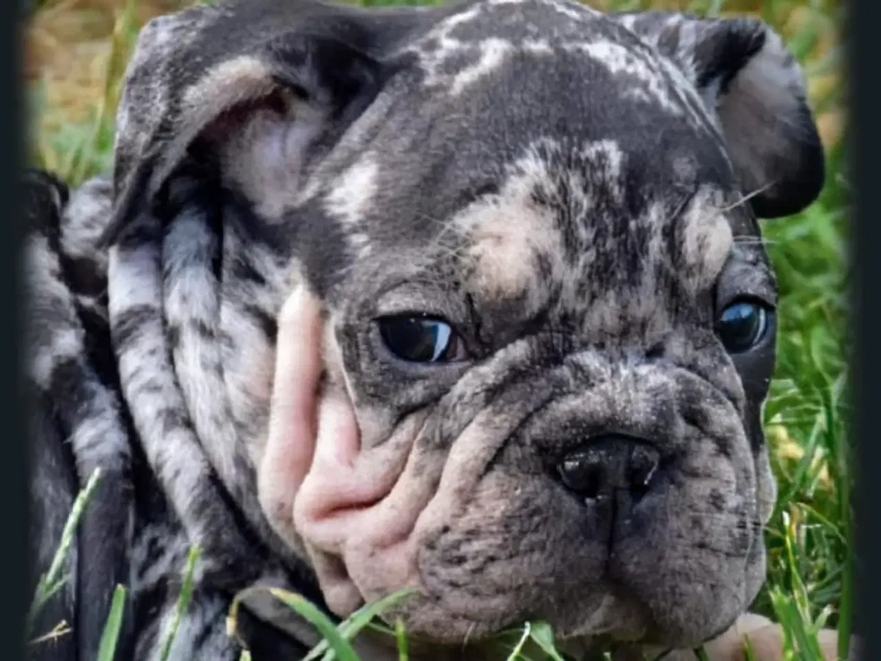 Billede 2 - Fransk bulldog 