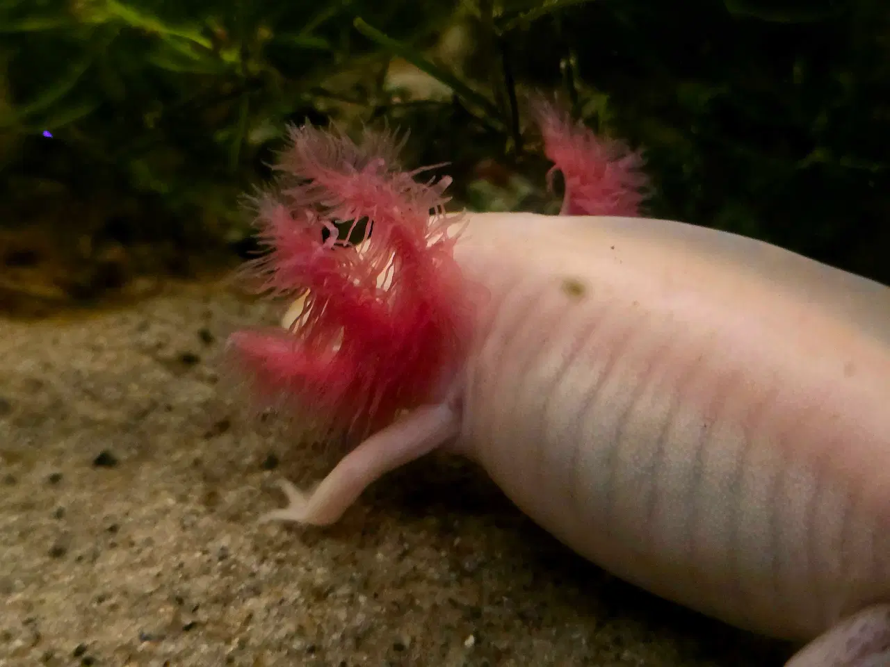 Billede 8 - Sjældne voksne axolotler 