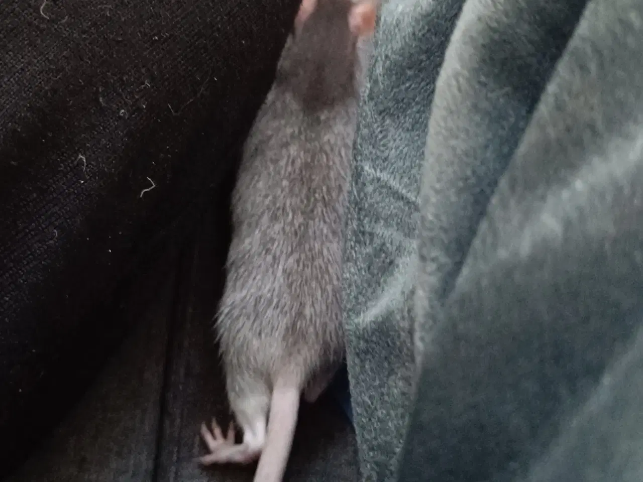 Billede 3 - 4 søde rotte piger