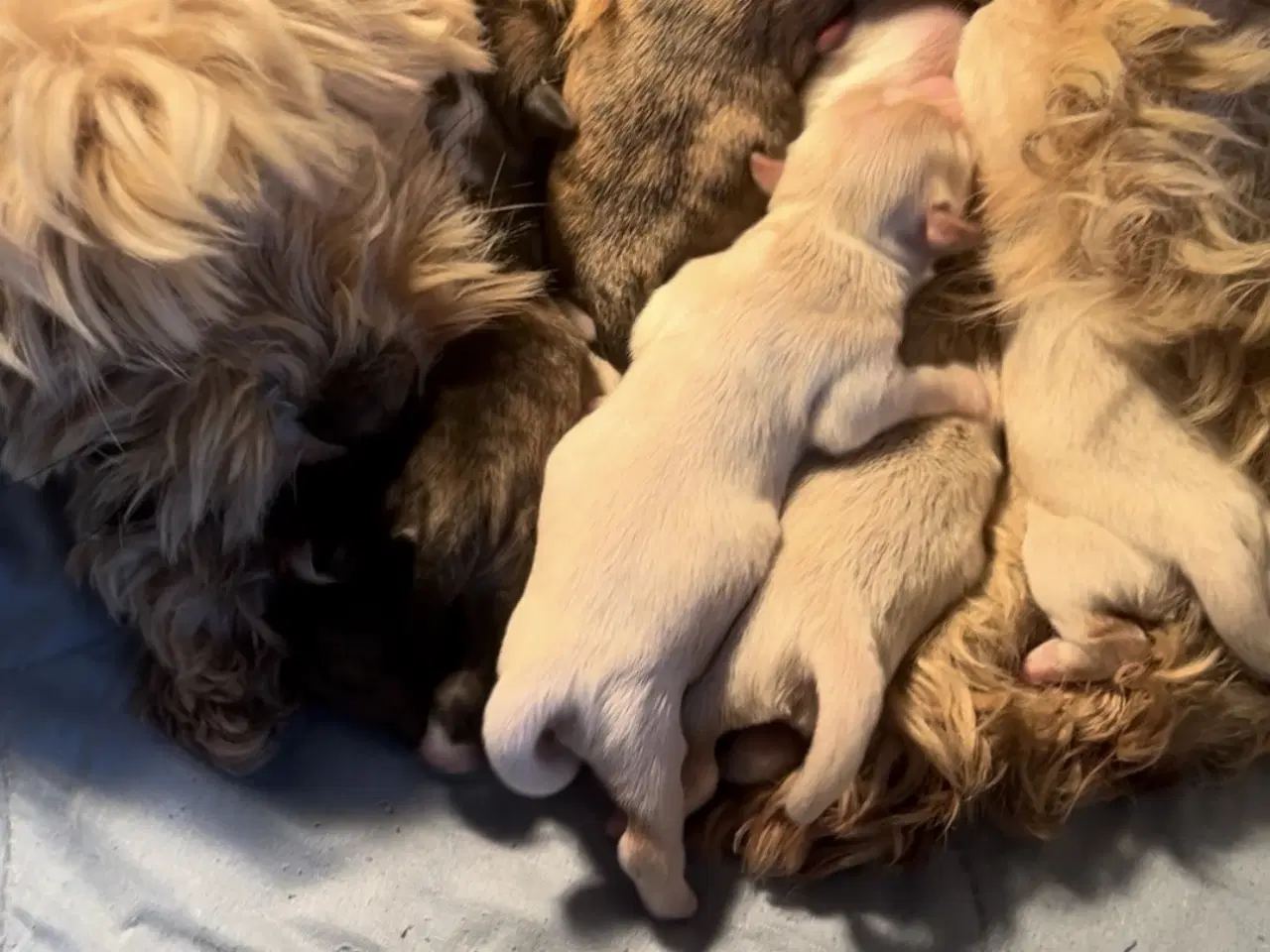 Billede 7 - Allergivenlige blandingshvalpe Bichon Havanais / S