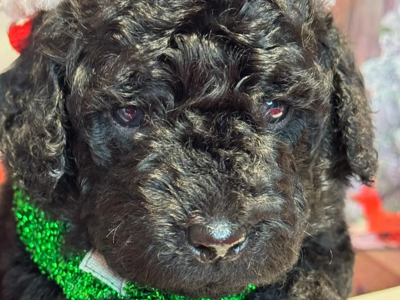 Billede 4 -  Labradoodler med klippe pels i det nye år !