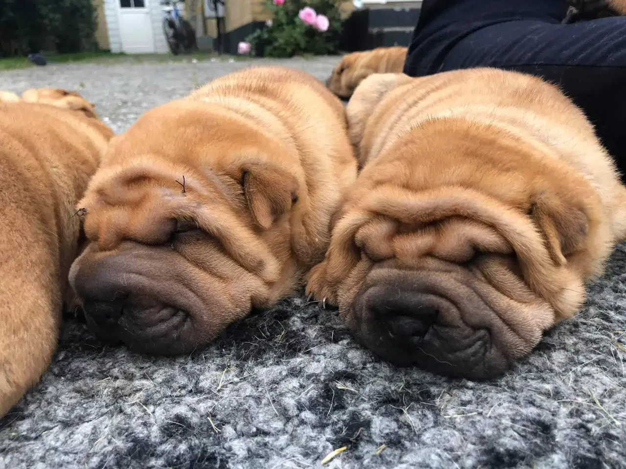 Billede 3 - Shar pei hvalpe